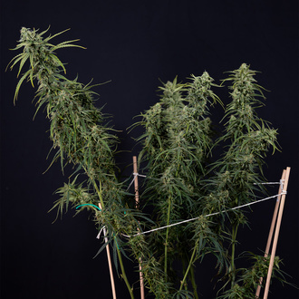 Karen Kush Autoflower (Zamnesia Seeds) Feminiserade