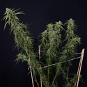 Karen Kush Autoflower (Zamnesia Seeds) Feminiserade