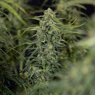 Karen Kush Autoflower (Zamnesia Seeds) Feminiserade