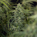 Karen Kush Autoflower (Zamnesia Seeds) Feminiserade