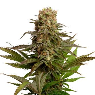 Kosher Choco Kush (Amsterdam Genetics) Feminiserade cannabisfr&ouml;n