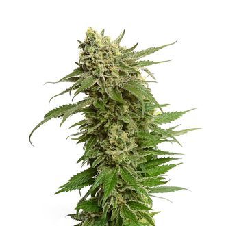 Quicksilver (Amsterdam Genetics) Feminiserade