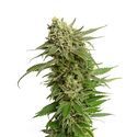 Quicksilver (Amsterdam Genetics) Feminiserade