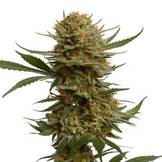 Chunky Cookies (Amsterdam Genetics) Feminiserade
