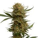 Chunky Cookies (Amsterdam Genetics) Feminiserade