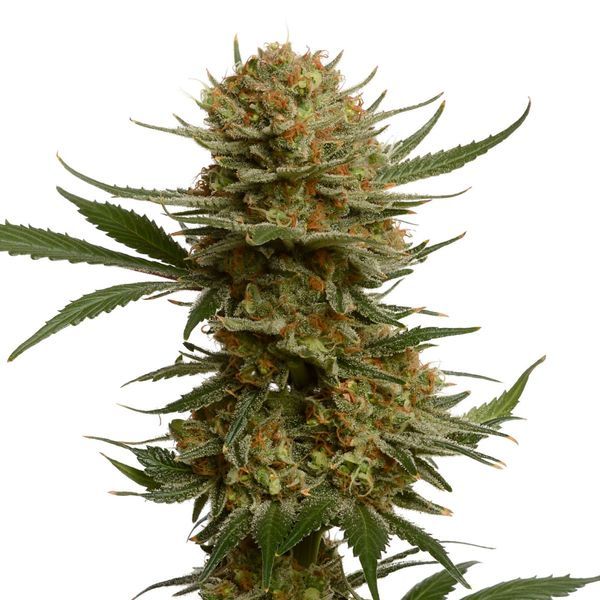 Chunky Cookies (Amsterdam Genetics) Feminiserade