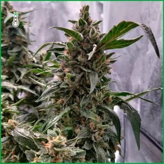 Blue Amnesia Haze (Amsterdam Genetics) feminiserade cannabisfr&ouml;n