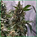 Blue Amnesia Haze (Amsterdam Genetics) Feminiserade