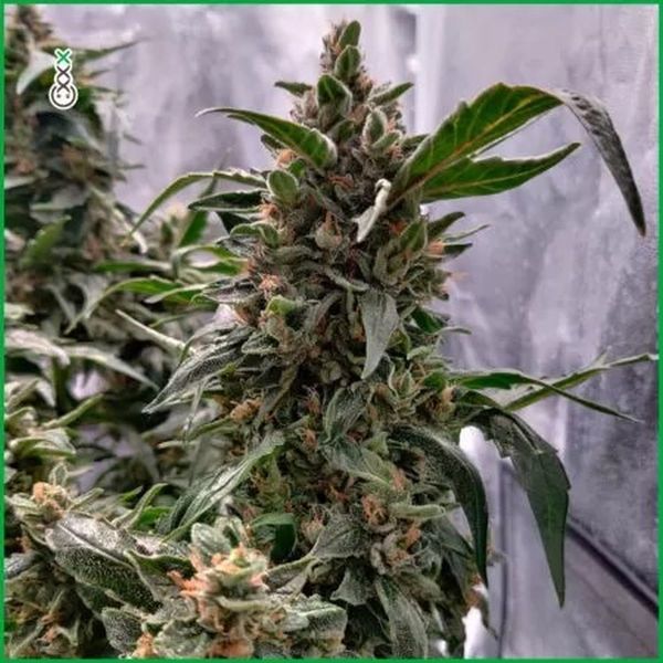 Blue Amnesia Haze (Amsterdam Genetics) Feminiserade