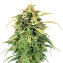 Lemon Haze (Amsterdam Genetics) Feminiserade