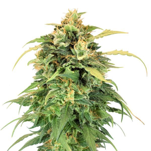Lemon Haze (Amsterdam Genetics) Feminiserade