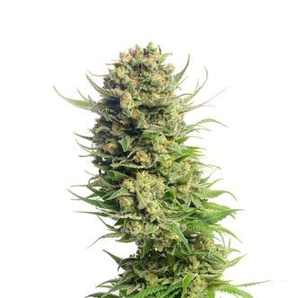 Spicebomb (Amsterdam Genetics) Feminiserade