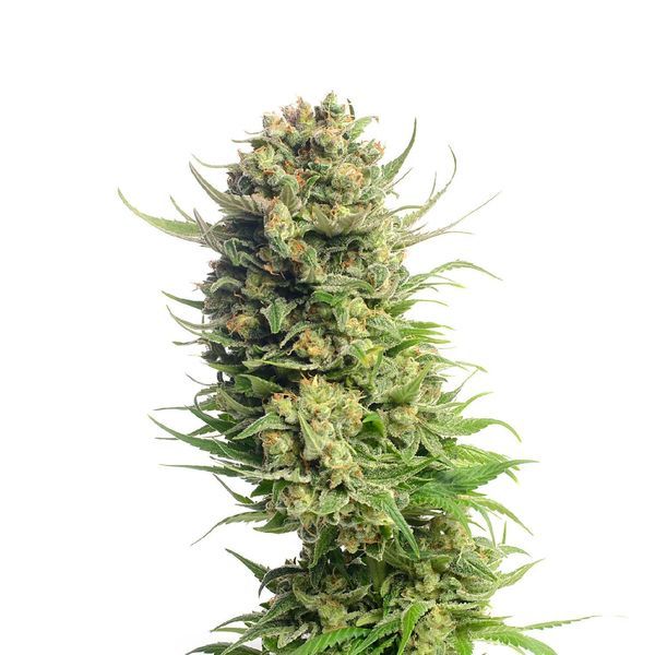 Spicebomb (Amsterdam Genetics) Feminiserade