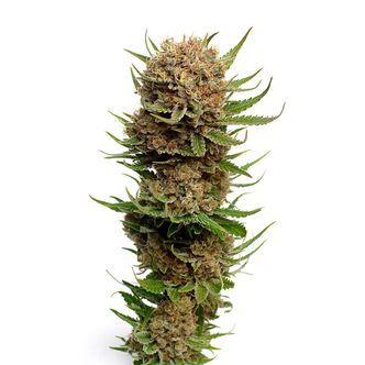 Candyfloss (Amsterdam Genetics) Feminiserade