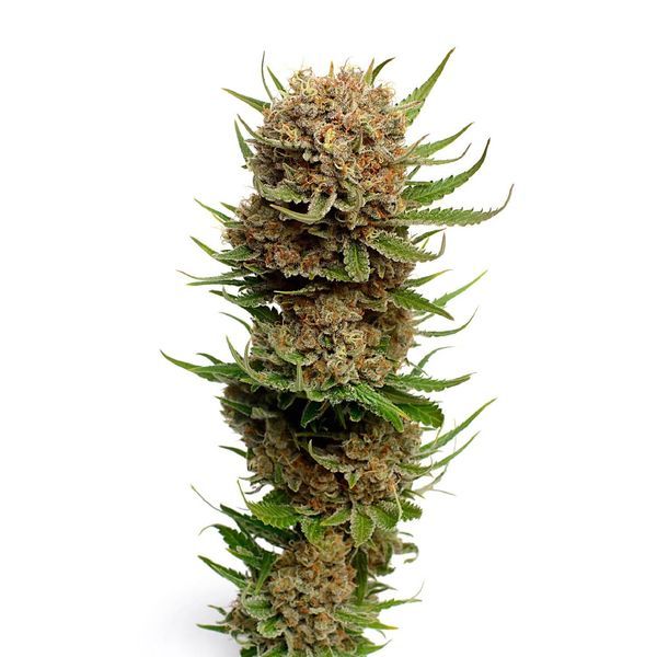 Candyfloss (Amsterdam Genetics) Feminiserade
