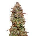 Exotic Purple Autoflower (Amsterdam Genetics) Feminiserade