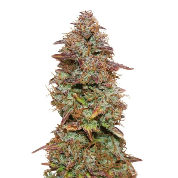 Exotic Purple Autoflower (Amsterdam Genetics) Feminiserade