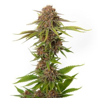 Forbidden Passionfruit (Amsterdam Genetics) Feminiserade