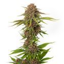 Forbidden Passionfruit (Amsterdam Genetics) Feminiserade