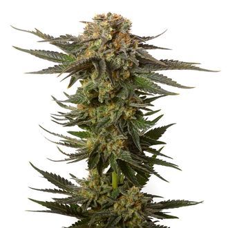 Moncherry (Amsterdam Genetics) Feminiserade