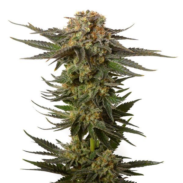 Moncherry (Amsterdam Genetics) Feminiserade