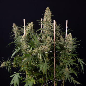 Solar Panel (Zamnesia Seeds) Feminiserade