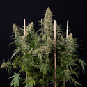 Solar Panel (Zamnesia Seeds) Feminiserade