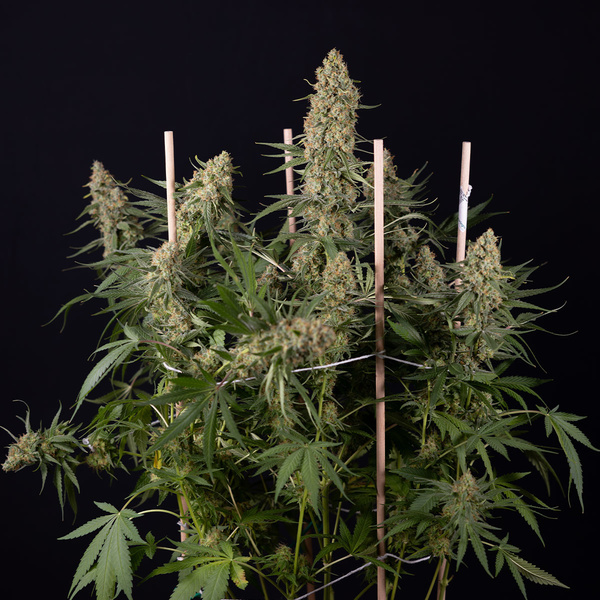 Solar Panel (Zamnesia Seeds) Feminiserade