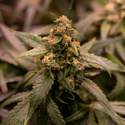 Solar Panel (Zamnesia Seeds) Feminiserade