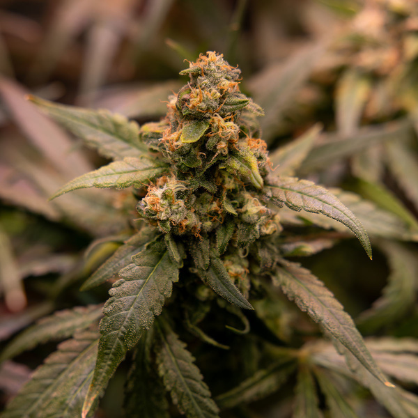 Solar Panel (Zamnesia Seeds) Feminiserade