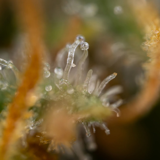 Solar Panel (Zamnesia Seeds) Feminiserade