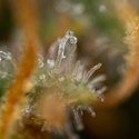Solar Panel (Zamnesia Seeds) Feminiserade