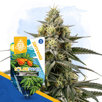 Solar Panel (Zamnesia Seeds) feminiserade