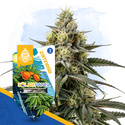 Solar Panel (Zamnesia Seeds) Feminiserade