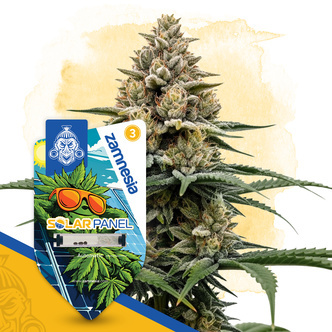 Solar Panel Autoflower (Zamnesia Seeds) feminiserade