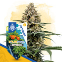 Solar Panel Autoflower (Zamnesia Seeds) Feminiserade