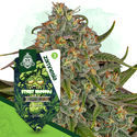 Sticky Broccoli (Zamnesia Seeds) Feminiserade