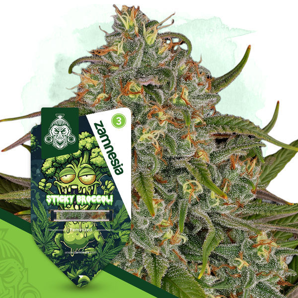 Sticky Broccoli (Zamnesia Seeds) Feminiserade