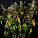Sticky Broccoli (Zamnesia Seeds) Feminiserade