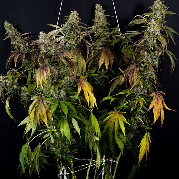 Sticky Broccoli (Zamnesia Seeds) Feminiserade