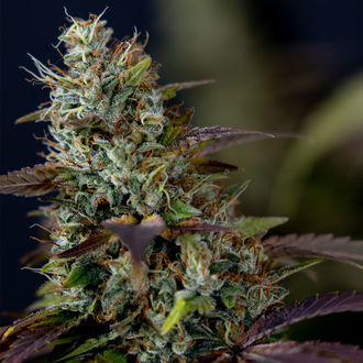 Sticky Broccoli (Zamnesia Seeds) Feminiserade