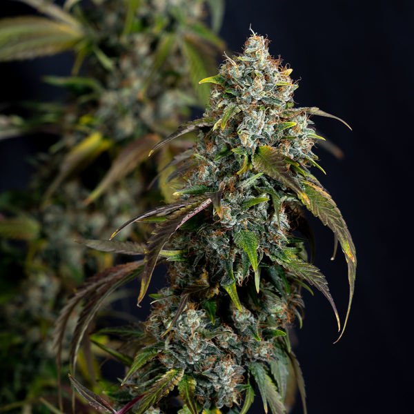 Sticky Broccoli (Zamnesia Seeds) Feminiserade