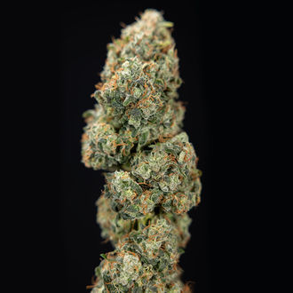 Sticky Broccoli (Zamnesia Seeds) Feminiserade