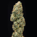 Sticky Broccoli (Zamnesia Seeds) Feminiserade