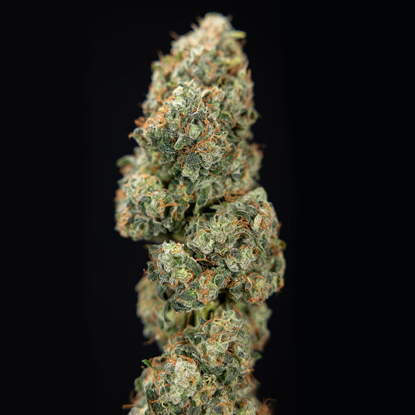 Sticky Broccoli (Zamnesia Seeds) Feminiserade