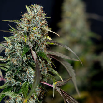 Sticky Broccoli (Zamnesia Seeds) Feminiserade