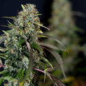 Sticky Broccoli (Zamnesia Seeds) Feminiserade