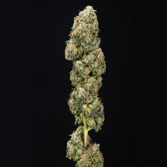 Sticky Broccoli (Zamnesia Seeds) Feminiserade