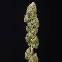 Sticky Broccoli (Zamnesia Seeds) Feminiserade