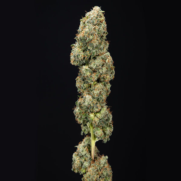 Sticky Broccoli (Zamnesia Seeds) Feminiserade